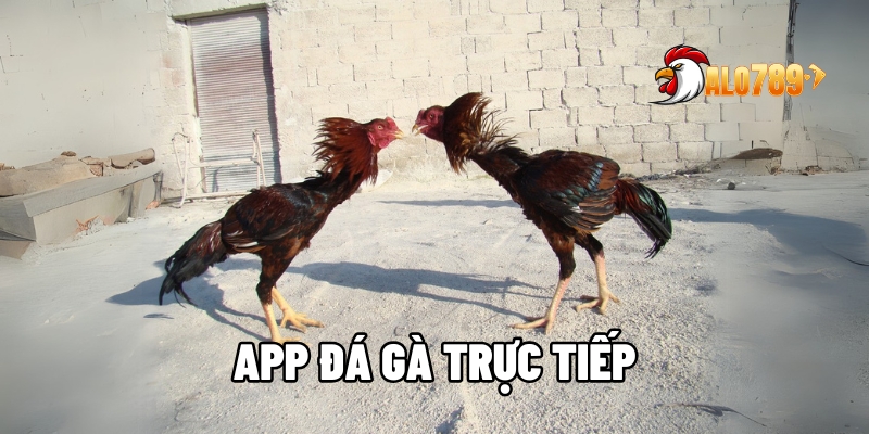 App đá gà trực tiếp