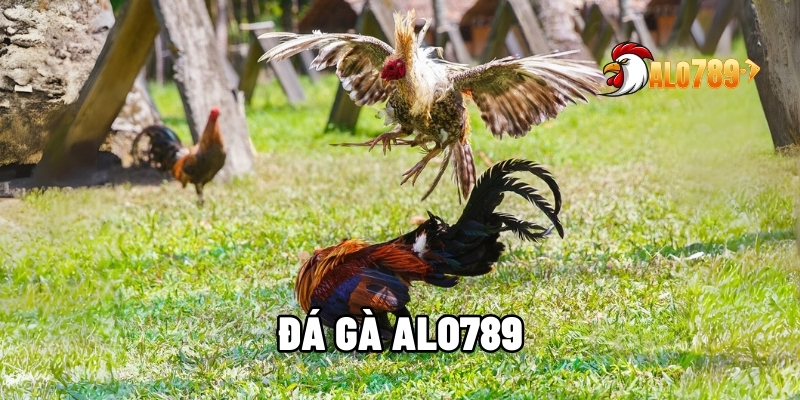Giới thiệu đá gà ALO789